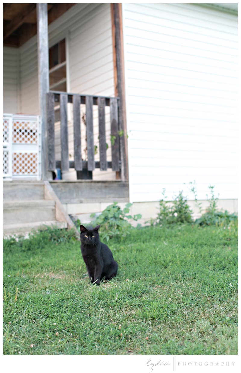 Black farm cat on family vacation to Pennsylvania.
