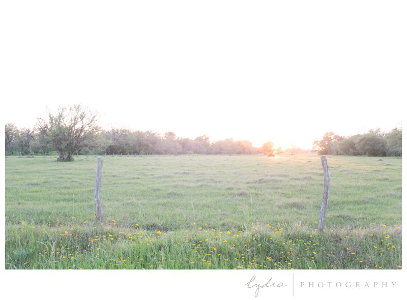 Sunset behind trees and a field of wildflowers in the hill country of Texas.