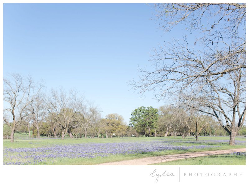 Field of bluebells in the Texas hill country by California wedding photographer.
