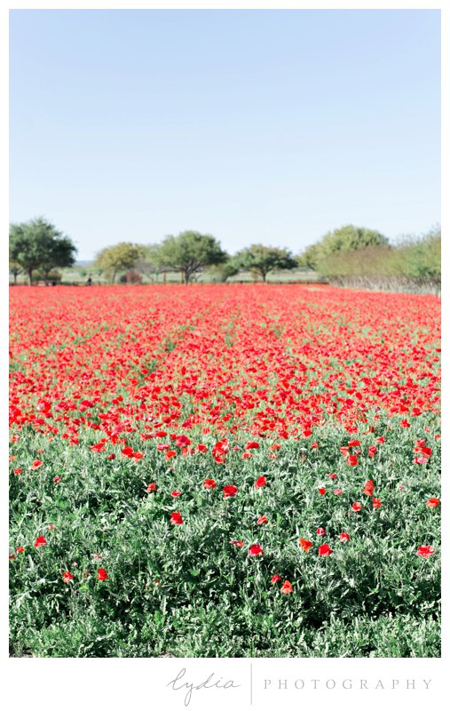 Field of red poppies at Wildseed Farms in the Texas hill country by California wedding photographer.