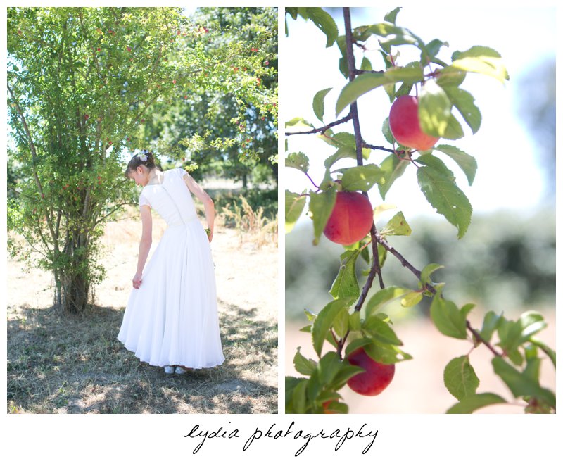 Bride in a plum orchard at vintage travel barn wedding in Sebastopol, California