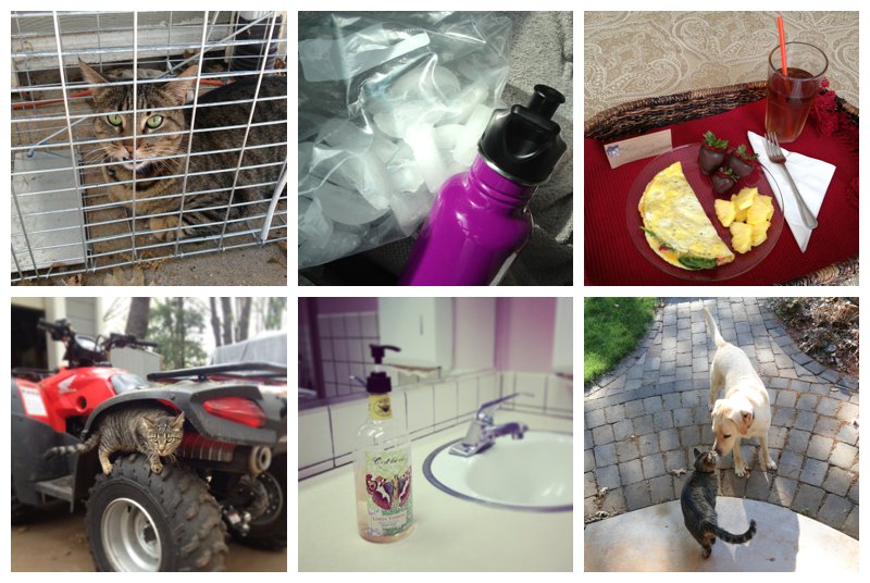 Life as a photographer with family pets and Mother's day brunch