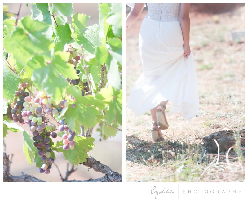 Bride walking for the first look for a vintage wedding at Lucchesi Vineyards in Grass Valley, California.