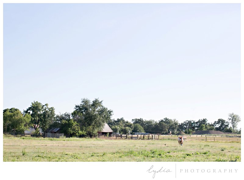 Horses grazing in field with a barn in Red Bluff, California.