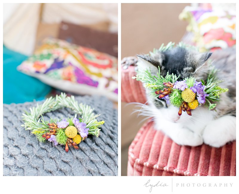 A kitty cat with a floral crown at southwest boho inspiration in Grass Valley, California.