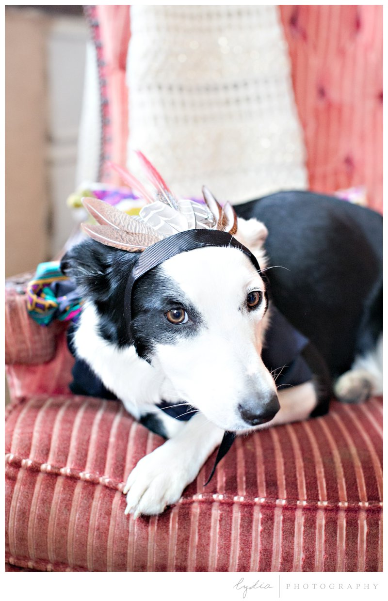 Puppy decorated with a feather crown at southwest boho inspiration in Grass Valley, California.