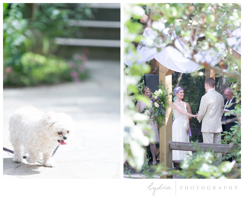 Bride and groom under the ceremony arch and little dog walking at Harmony Ridge Lodge wedding in Grass Valley, California.