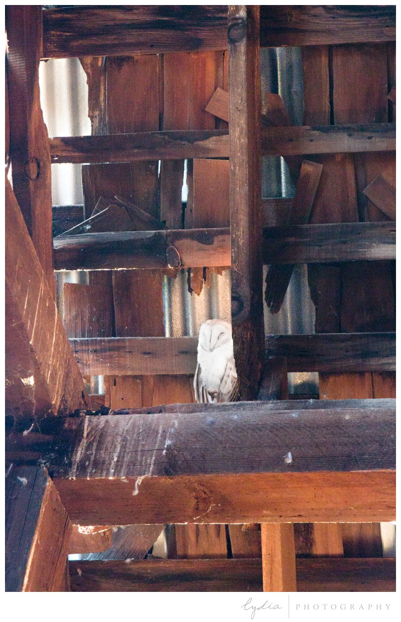 An owl in the barn at a barn wedding at Squirrel Creek Ranch in Grass Valley, California.