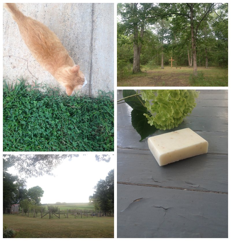 Farm cat, cross in clearing, garden, and homemade soap on family vacation to Virginia.