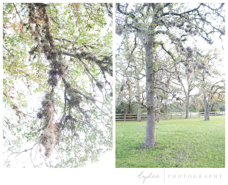 Live oak by destination travel photographer in Houston, Texas.