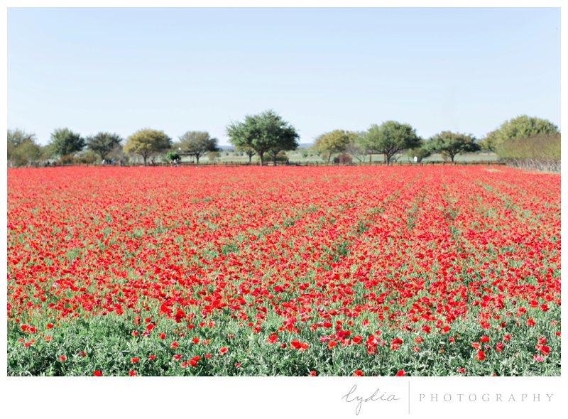 Field of red poppys in Fredericksburg, Texas by destination wedding photographer from California.