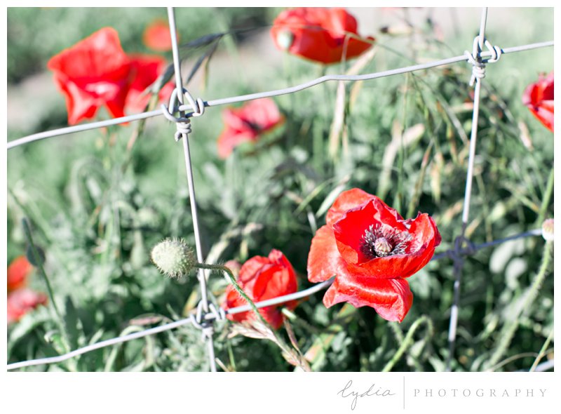 Red poppies at Wildseed Farms in the Texas hill country by California wedding photographer.