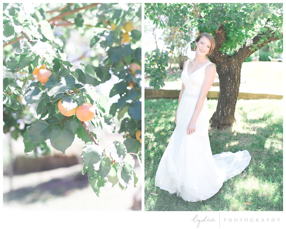 Bride walking in orchard at Lucchesi Vineyards in Grass Valley, California.