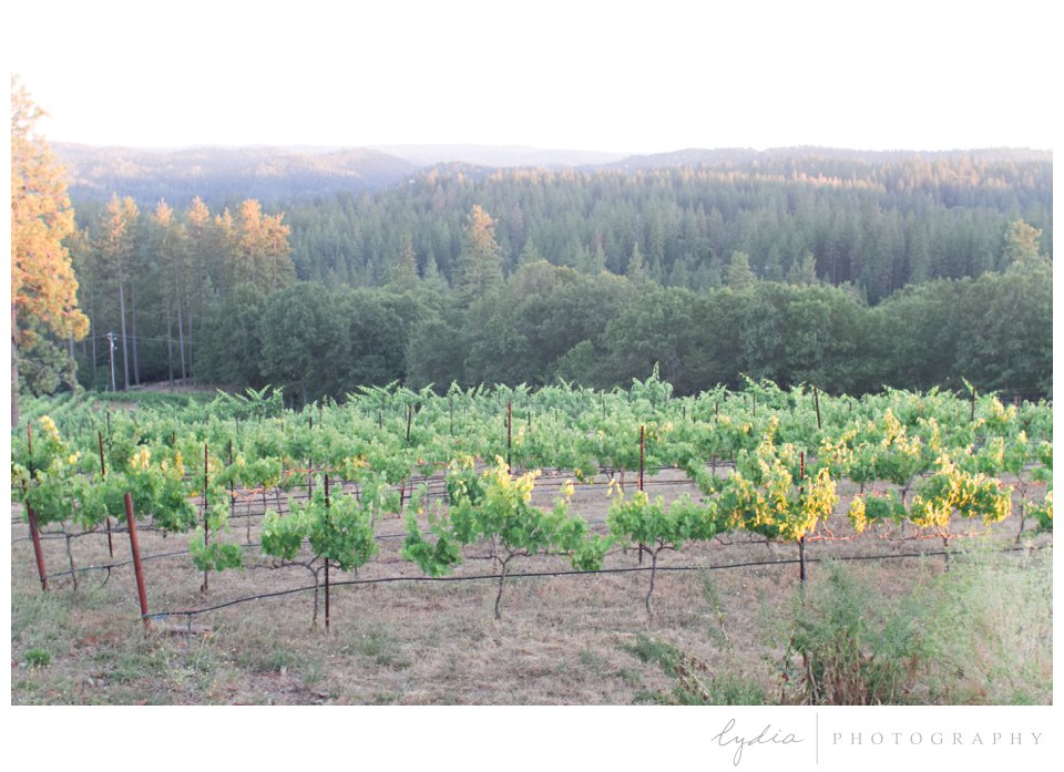 Vineyards amidst the Pine trees and Oaks at Lucchesi Vineyards weddings in Grass Valley, California.