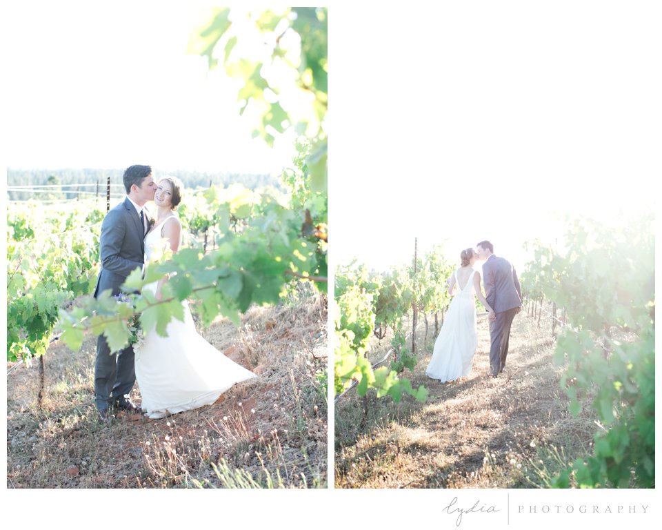 Bride and groom sunset portraits among grape vines at Lucchesi Vineyards wedding in Grass Valley, California.