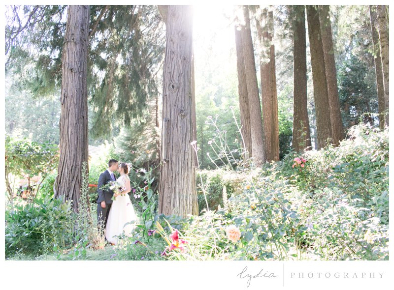 Bride and groom in the garden with redwoods in the Tahoe forest at Harmony Ridge Lodge in Nevada City, California.
